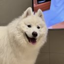 K(케이)모터스 | 2026 수원 케이 펫 페어(K-PET) 현장 후기｜반려동물 박람회 직접 다녀왔습니다. 주차꿀팁, 박람회 꿀팁...