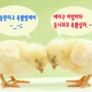 하얀민들레 이미지