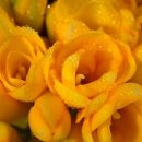 후리지아 이미지