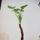 기쁜우리약국 이미지