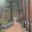 노추산모정탑 | 간절한 소원을 빌면 이루어지는 강릉 트레킹 명소 모정탑길