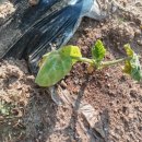 갈뫼농장 이미지