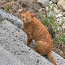 아라께비 테마로드(2) | 8월 남해 뚜벅이 여행 둘째날 - 정원회식당,남해다랭이마을,남해양마르뜨언덕,남해카페,남해유자빵,남해...