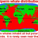[sperm whale]에 대하여 이미지