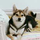 우아하개 이미지