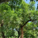 철성마을 | [이종민의 나무오디세이] 시무나무, 옛날 20리마다 심었다던 이정수(里程樹)