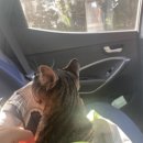 펫가드 펫택시 이미지