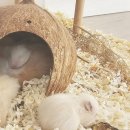 스프링 햄스터 이미지