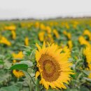 해바라기 헤어라인 이미지