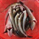 11월25일 활(전어,숭어,문저리,방어)농어,삼치,민어,덕자,병어,통치,참돔,참조기,갈치,갑오징어,아귀,준치,홍어,냉동(동백하,선어낙지 이미지