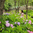 장생포풋살경기장(주말,하절기) | 울산대공원 수국정원 울산 숨은 수국 명소