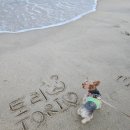 월드애견 | [강릉] 강릉 호텔 체크인 전 갈만한곳｜하슬라아트월드 애견동반 후기🐶