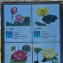 애견나라 | 충남 부여, 백제문화가 깃들어 있는 국가유산 궁남지에 다녀온 후기(주차, 운영시간, 관람정보 등)