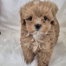 드림독 강아지분양 안심분양센터 부천점 | 부천 강아지 분양 신뢰 100 {드림독 강아지분양 안심분양센터 부천점}