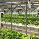 평동서초등학교 이미지