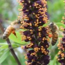 꿀벌공인중개사사무소 이미지