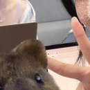 핑퐁프랜드