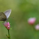 엘크레인 이미지