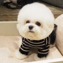 황금켄넬 네이버블로그