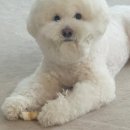 보조개 시술 성형 전후 1년차 회복기간 과정 통증 만족도