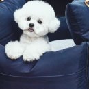 데이미