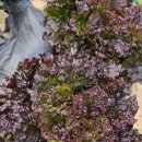 일상의고기 이미지