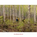 자작나무 숲 이미지 - 봄, 여름 이미지