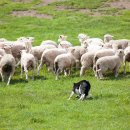 고산목장 | 아이랑 가볼만한곳 5곳 완벽 정리 (대관령 하늘목장·삼양목장·발왕산 케이블카·월정사·허브나라농원)