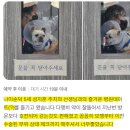제주늘봄재활병원 | 강아지디스크전문병원 루시드에서 알려드리는 진단, 수술, 재활의 모든 것