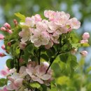 사과나무한의원 이미지