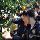 제주감귤농업