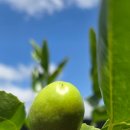 유진2농장 이미지