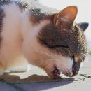 황금산 고양이 이미지