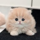 미유펫 강아지분양 고양이분양 김포점 이미지