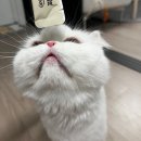 DHA치킨 | 고양이 츄르 추천_굿밸런스 짜먹는 츄르 (연어, 치킨) 내돈내산 후기