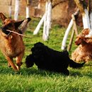 제이몽애견펜션 이미지