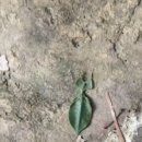 롱 드레스? 이미지