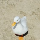 초복이네동물농장 | 진주 아이와 가볼만한곳 인싸봉 ㅣ실내보다 더 좋은 야외체험놀이터