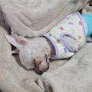 포포즈 반려동물장례식장 양주점 | [포포즈 양주점] 반려견 장례식 분위기와 절차 정리