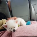 새부산카 이미지