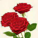 장미의거리12 이미지