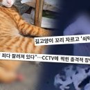 길고양이 잔혹 학대...유명 디저트 카페 셰프, 대체 누구? (궁금한 이야기 Y) 이미지