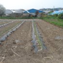 덩쿨농장 이미지