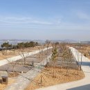 서해안오토 | 화성 오토캠핑장 백미리희망캠핑장, 알려지지 않은 서해 바다뷰의 진짜 매력 🏕️