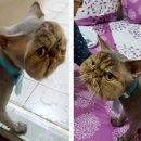 서울고양이미용실 이미지