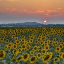 김제 죽산 해바라기와 일몰 이미지