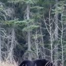 무스(Moose) | 5월 캐나다 재스퍼 야생동물 투어 후기 🐻 무스부터 큰뿔양까지 정말 많이 봤다