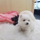 오아이펫강아지고양이