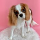 코코 반려견샵 이미지