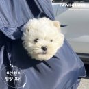 포인 | 포인핸드 입양후기🧡 2029. 해군
